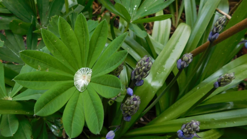 an image of a very pretty flower that is blooming