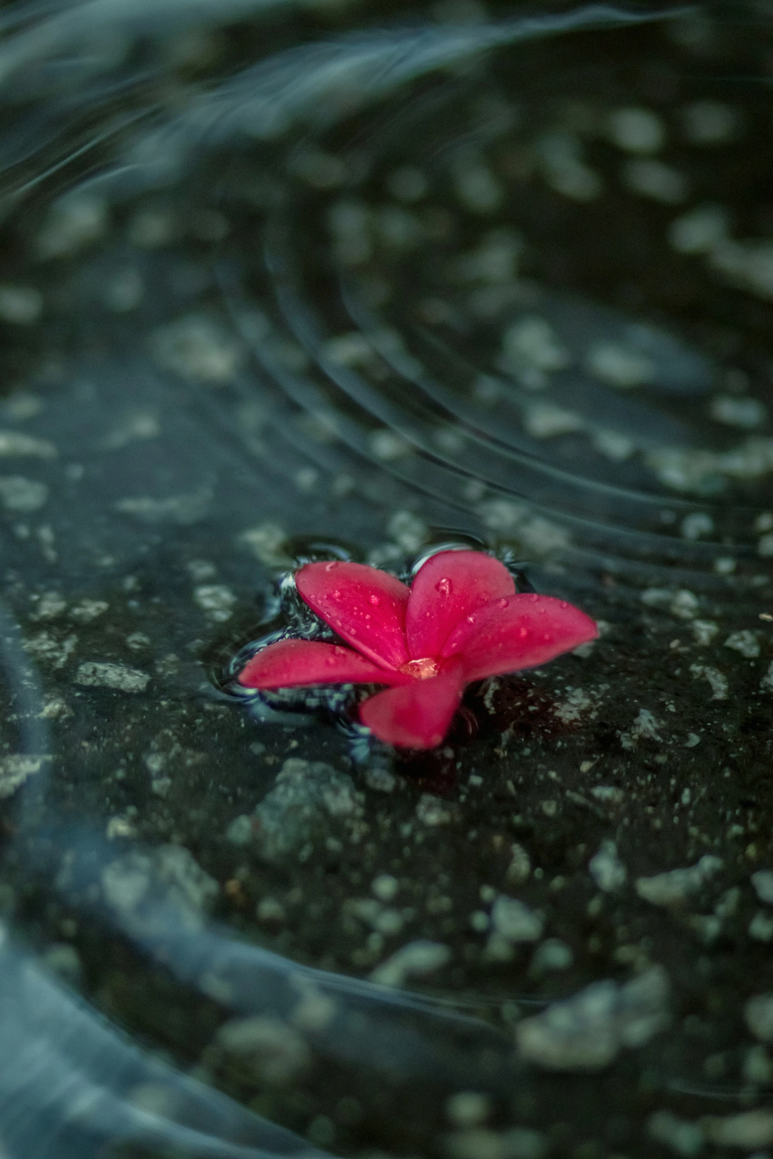 a single flower sits in a dle of water