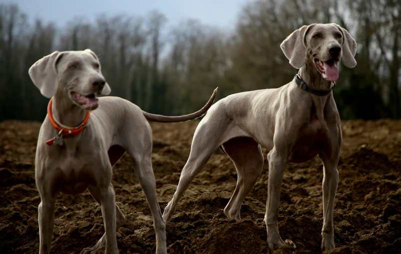 two dogs standing in the middle of an open field
