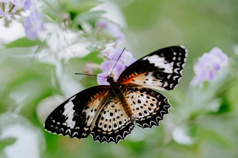 a large black and white erfly with spots on it's wings