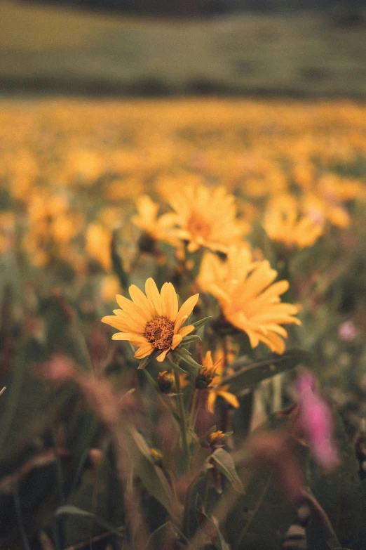 a field full of yellow flowers in a green grass