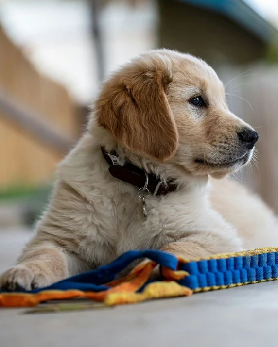 a brown puppy is laying on its own