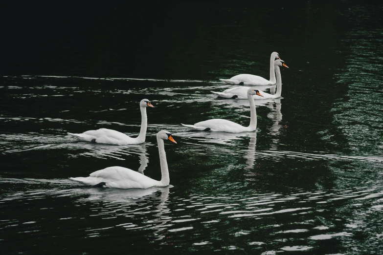 swans swimming on the water in their natural habitat