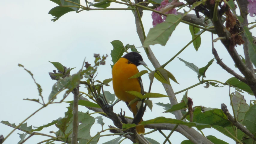 a small yellow bird sits in a tree