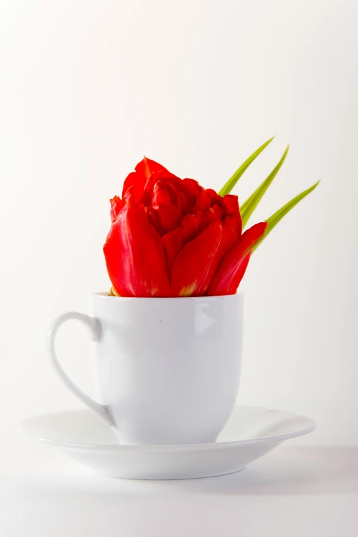 there is a white cup with a red flower inside