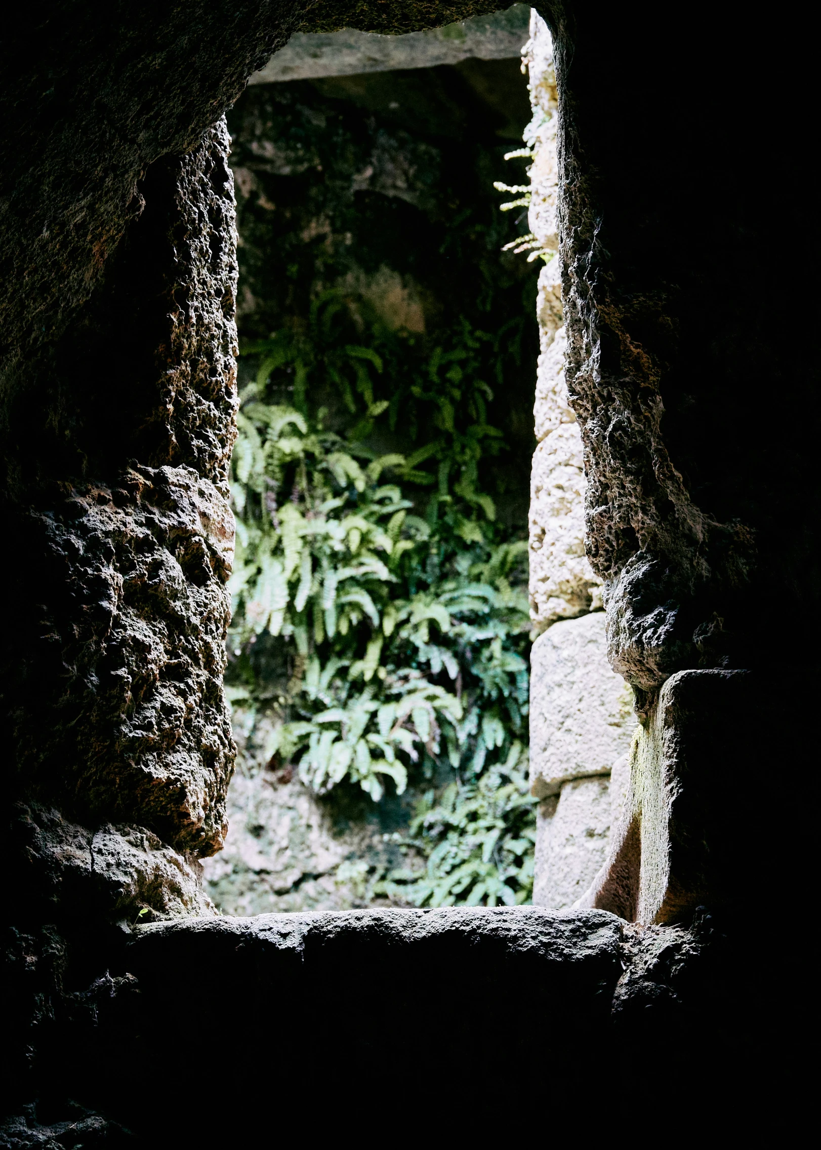 a cave doorway and a plant in the distance