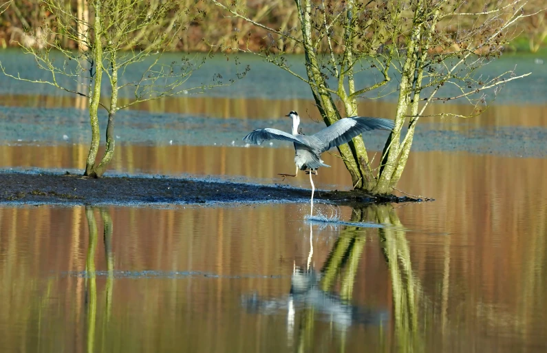 two birds fly past a swampy area with a thin pond