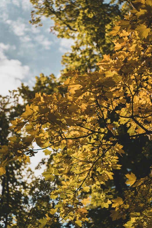 there is a yellow leaf in the tree