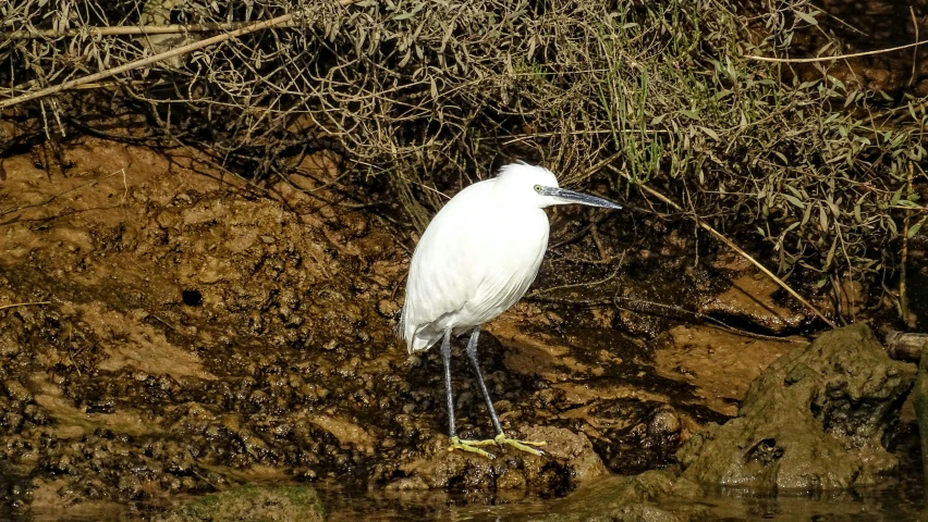 a white bird standing next to some water and plants