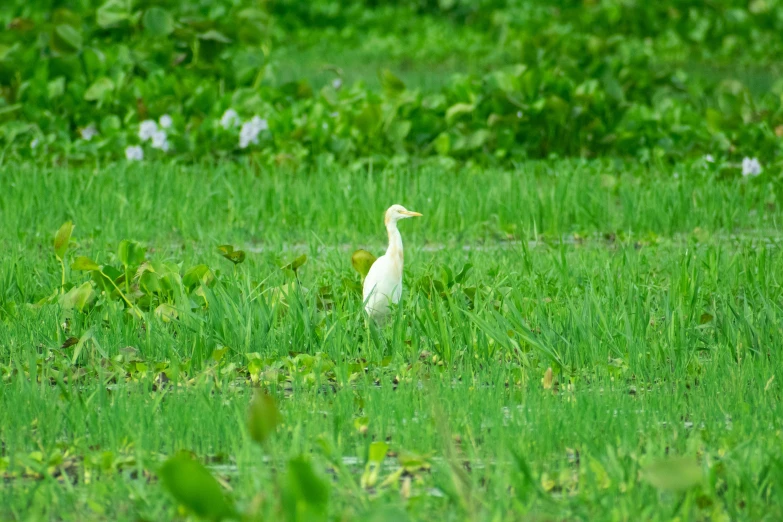 an egret walks through tall green grass