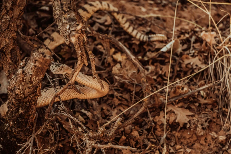 a big snake hanging on a tree