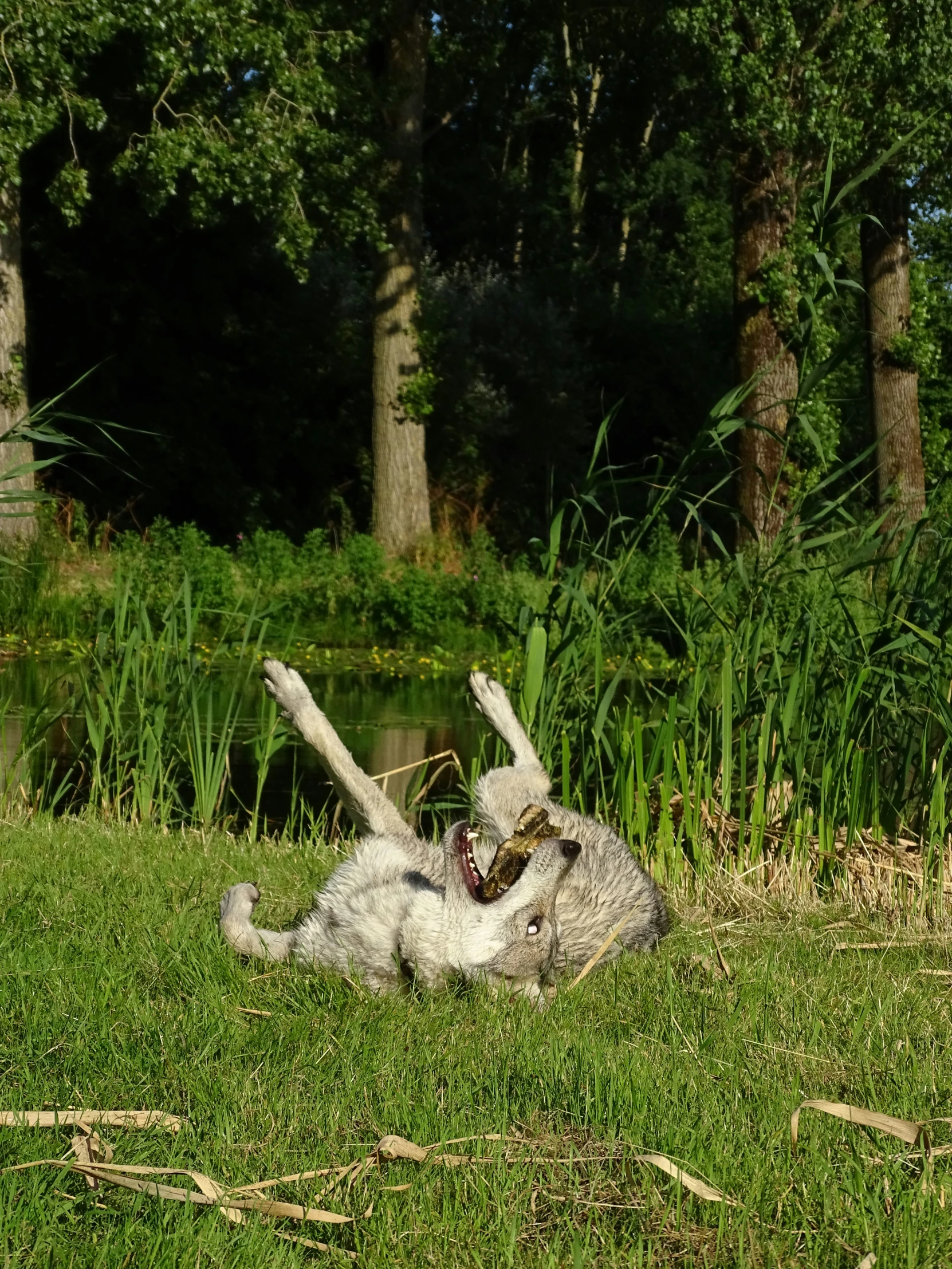 the dog is playing with his stick in the park