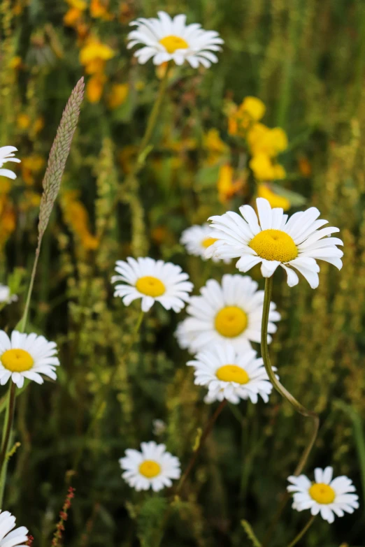 daisy flowers in a field with yellow and white