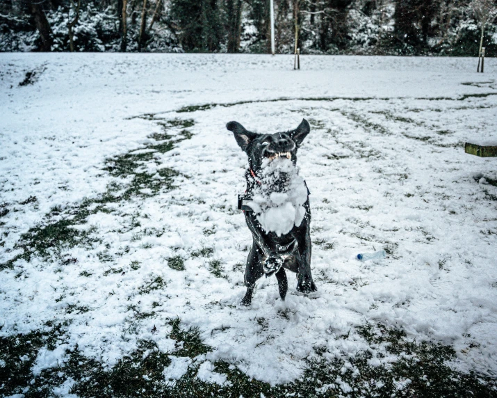 a black dog holding a white ball on a snow covered field