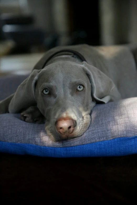 a gray dog lying on a cushion under the shade