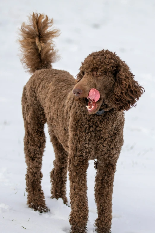 a small brown poodle with a pink nose and tongue