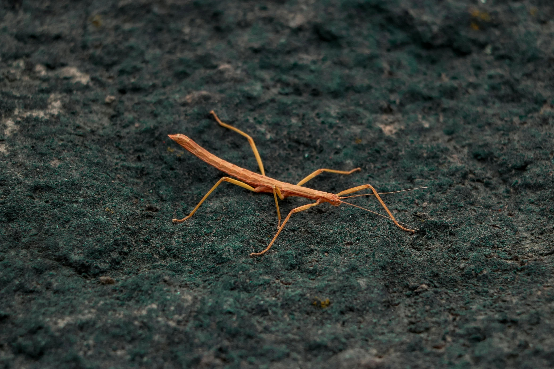 a small orange insect that is walking on some ground