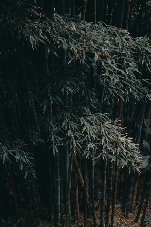 some trees and the ground are covered by foliage