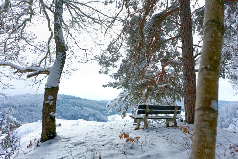 a bench and some trees in the snow