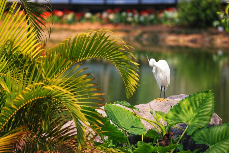 a white bird with long beak stands on a rock beside some leaves and a pond