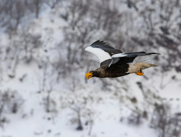 a bald eagle soaring through the air over snow