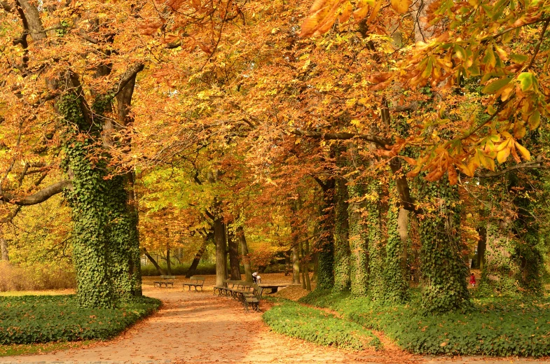 the path leads through a park in autumn