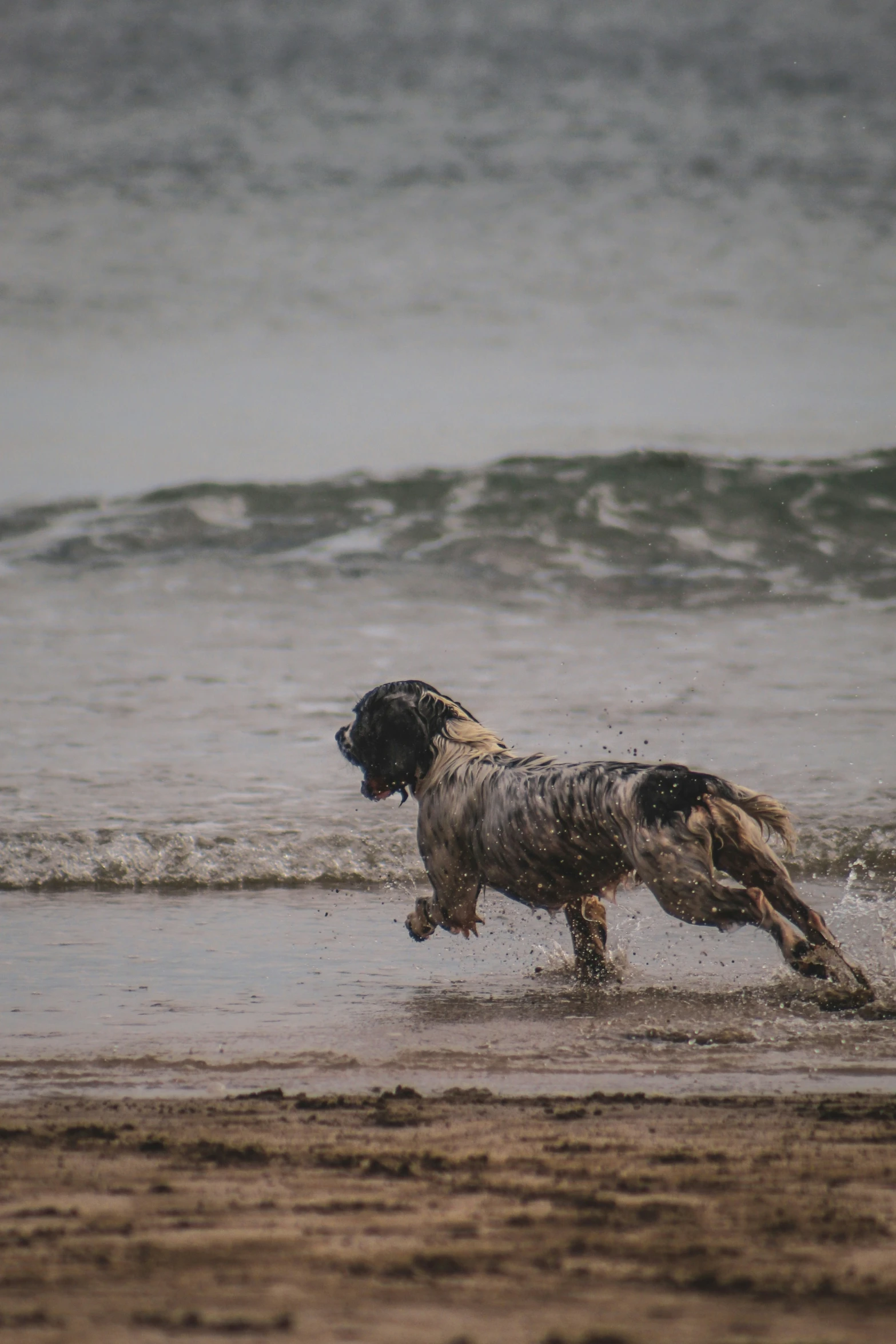 dog running along shore toward waves in wet weather