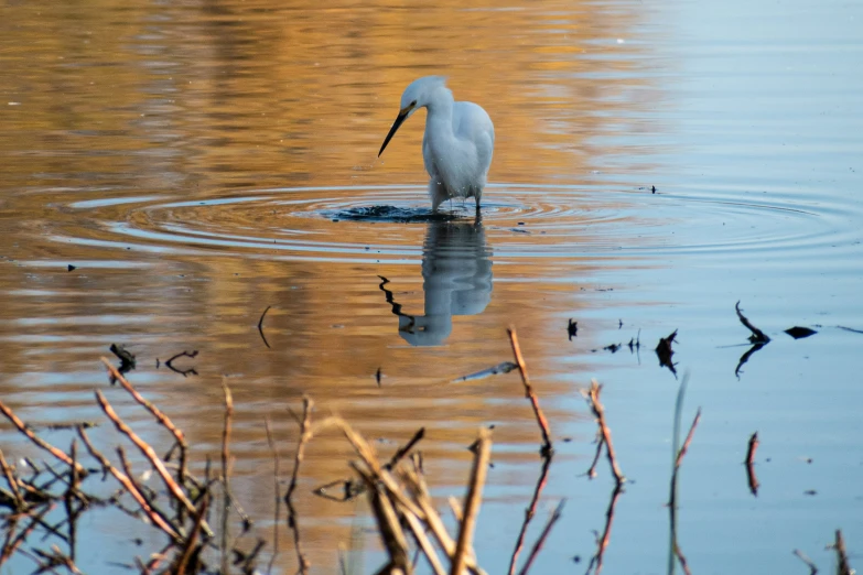 a small bird swimming in a lake with a large body of water in the background