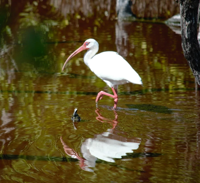 a white bird walking in a pond near ducks
