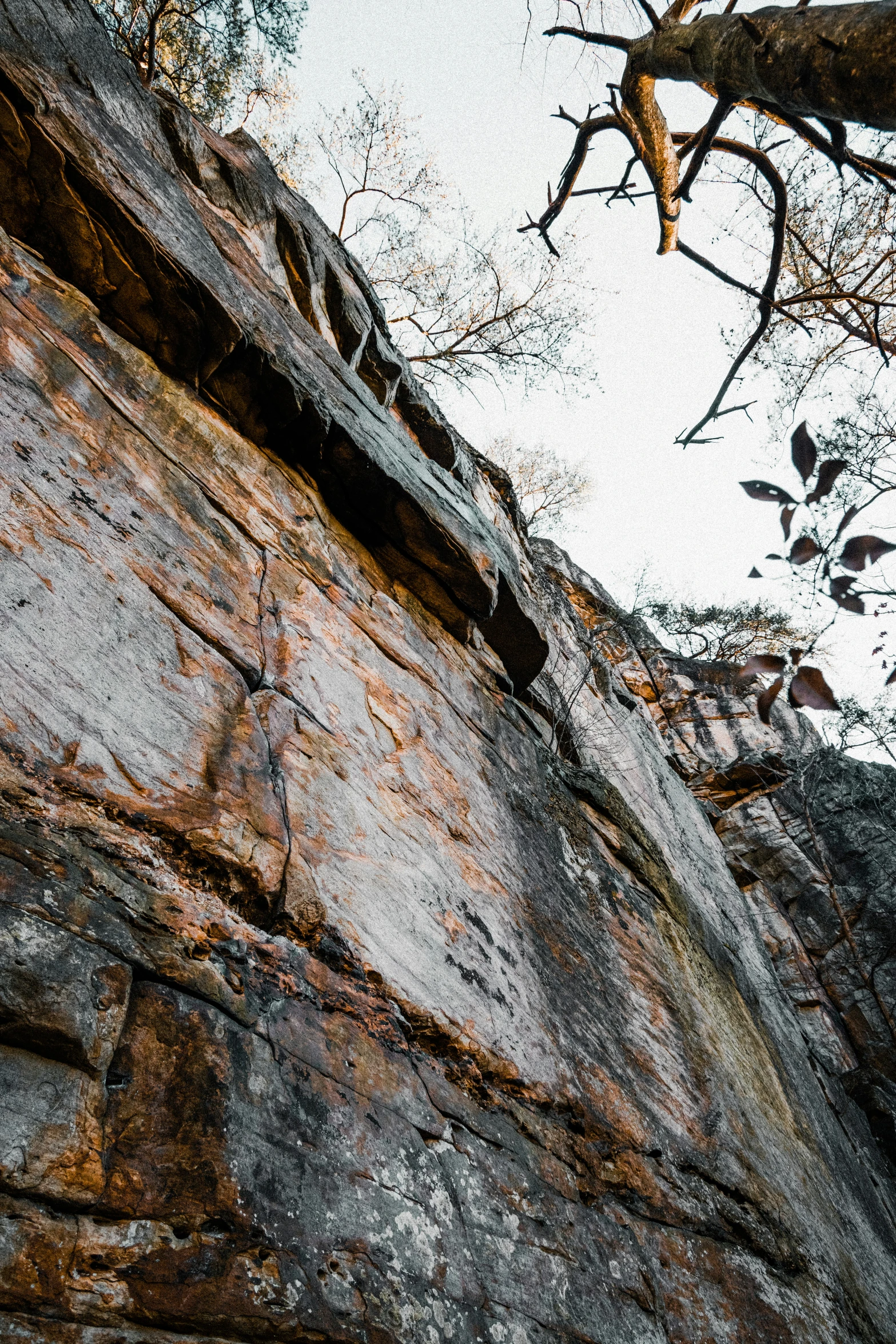 a rock wall with trees growing on top of it