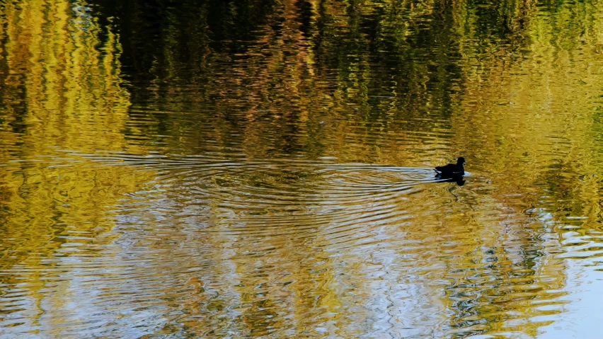 an image of a duck on the water