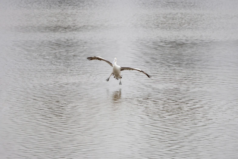 a bird is flying over the water with its wings spread