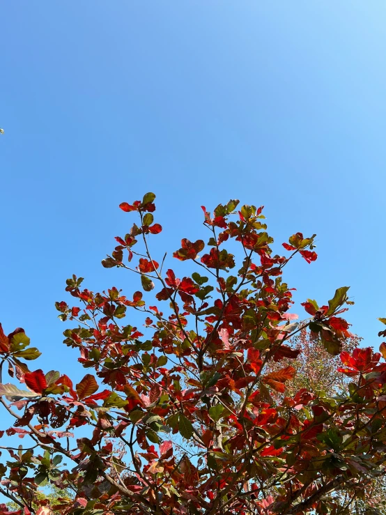 the kite is flying high in the blue sky