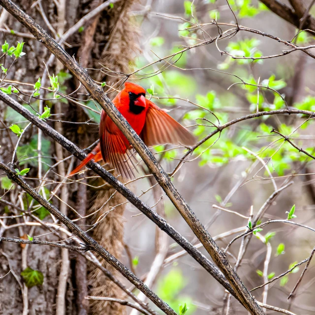 a cardinal sits perched in a tree