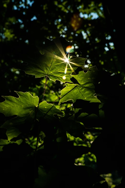 the light of a shining star shines from above on some leafy green