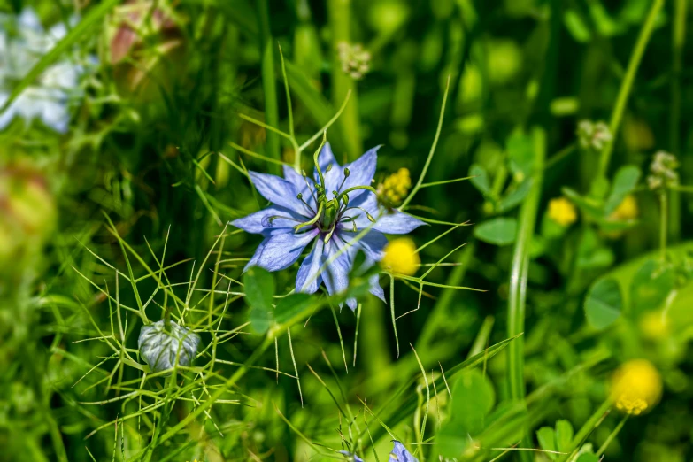 there is a small blue flower on a grassy area