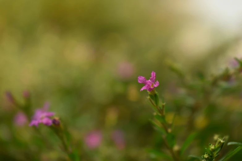 small pink flowers stand in the green foliage