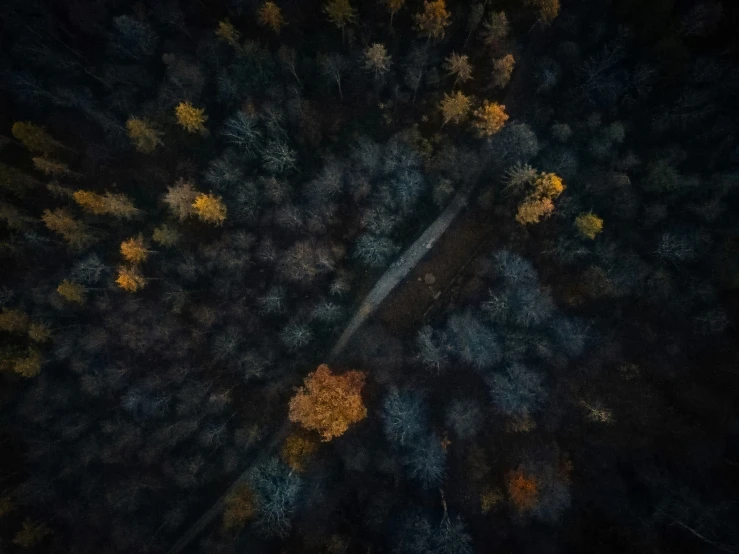 an aerial view of some trees at night
