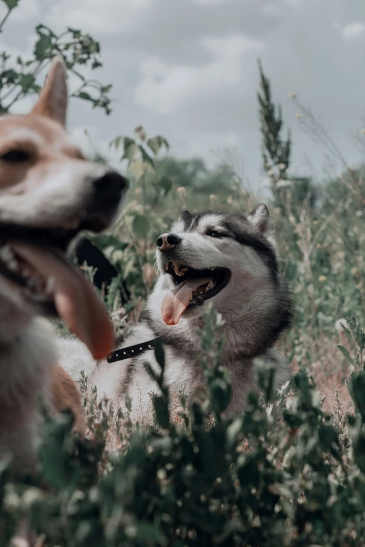 two dogs standing in a field with their mouths open