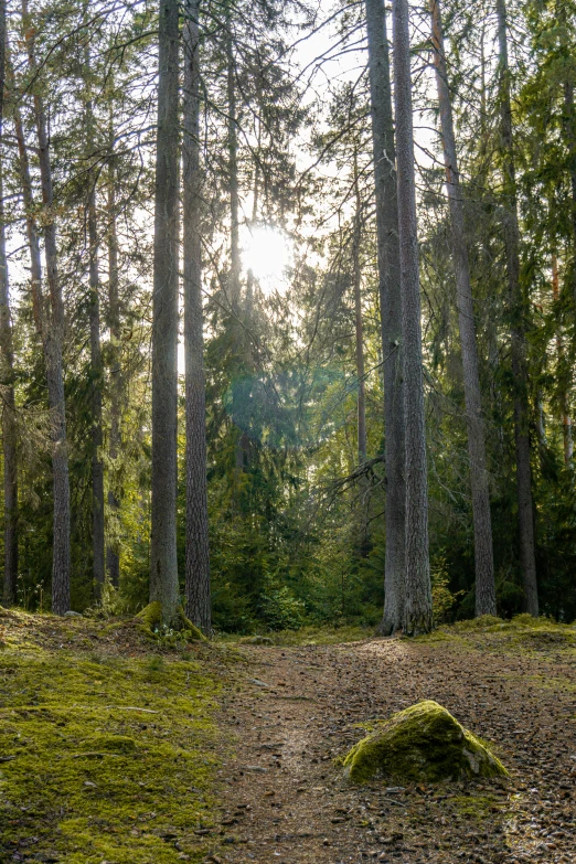 a forest with lots of trees, with no leaves