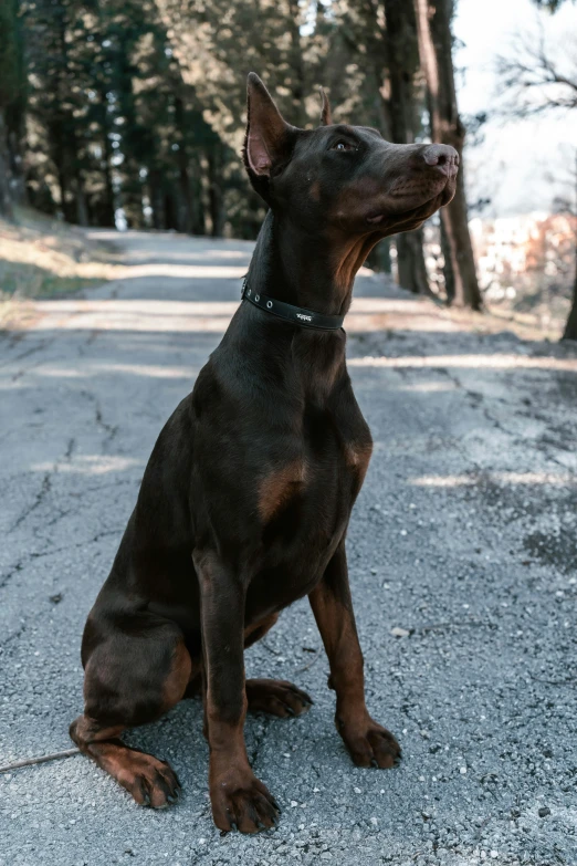 a brown dog sitting on the ground next to trees