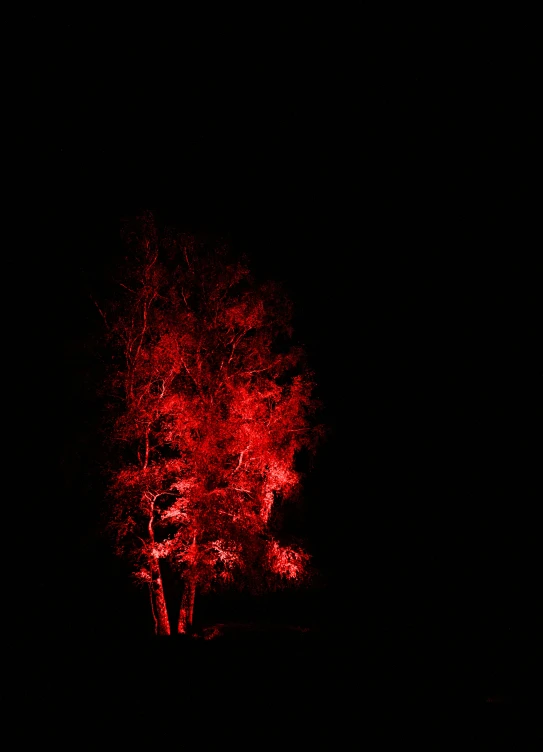 a black night with a tree lit by red lights