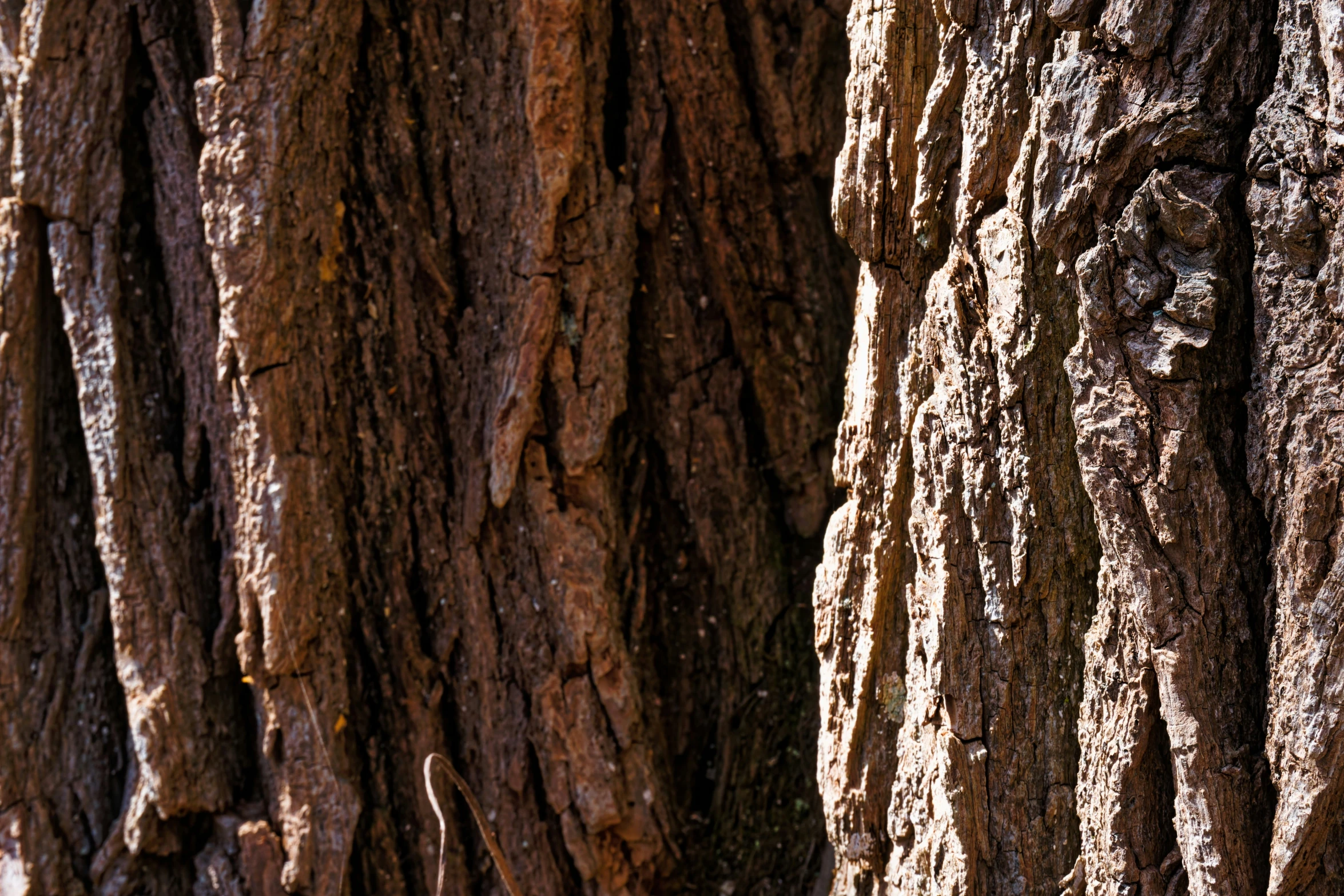 an image of several large and small trees