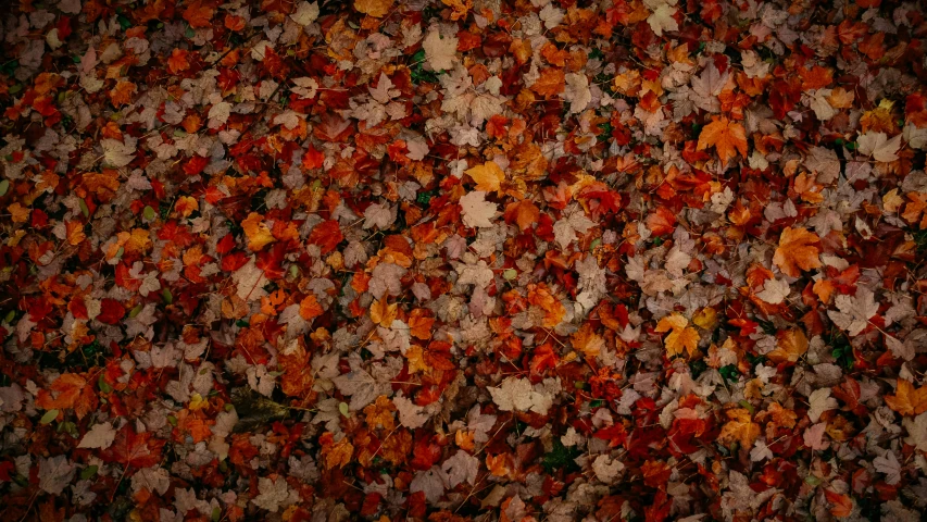 a close up po of leaves on the ground