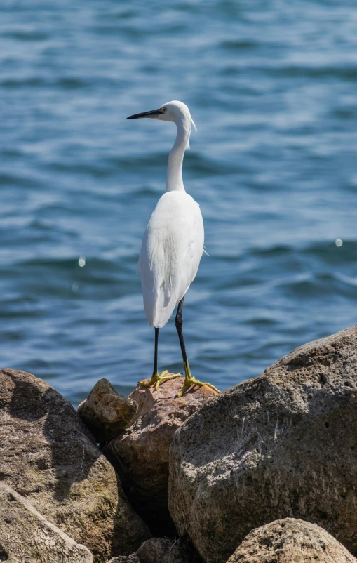 a bird with an orange beak standing on a rock by the water
