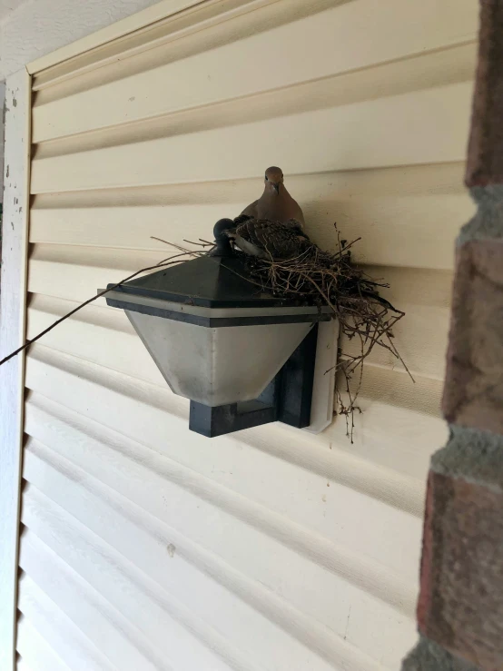 a house's bird nest on top of a light