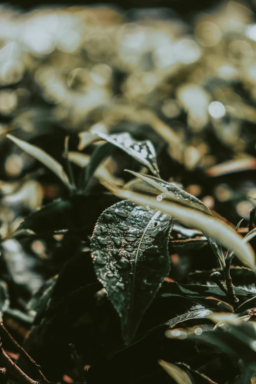 green leaves sitting on top of a pile of dirt