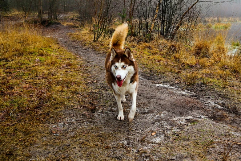 a dog that is standing in the dirt