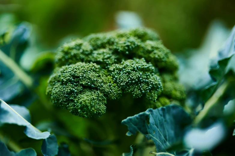 a piece of broccoli is growing in the middle of leaves