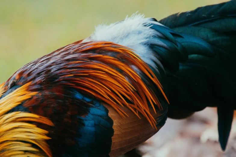 the bird has yellow and red feathers on its tail